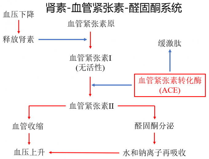 肾素-血管紧张素-醛固酮系统示意图